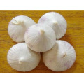 Net pocket fresh single garlic